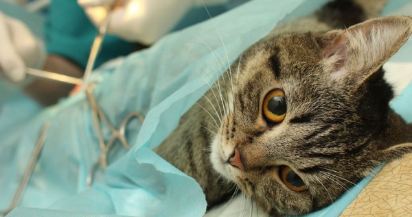 Стерилизация кошки и послеоперационный уход